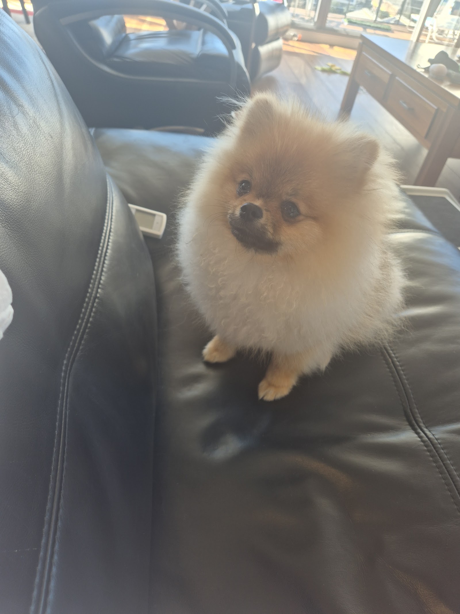 Happy dog after grooming, Furry Friends